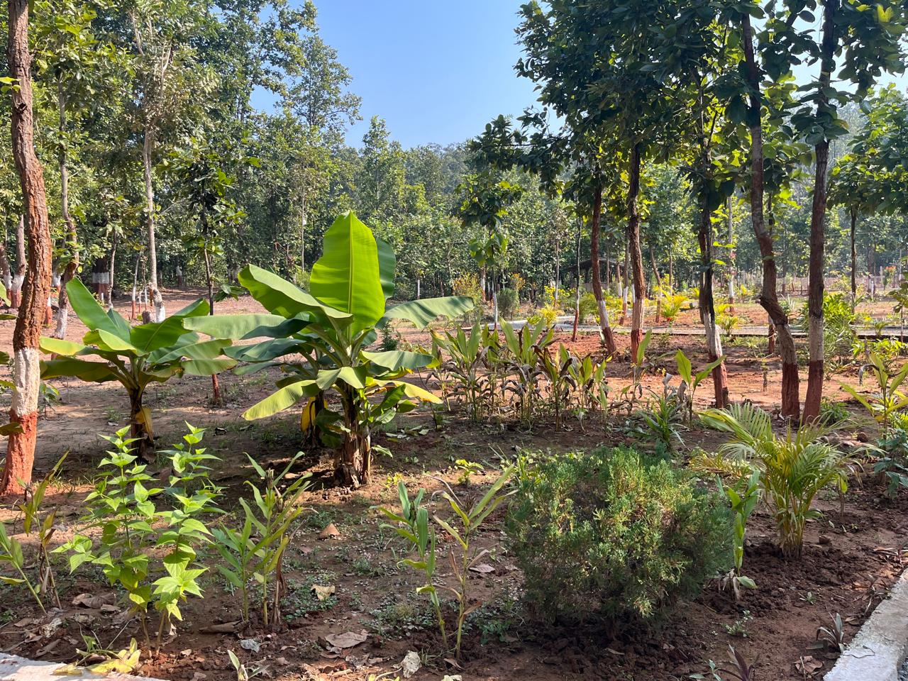 Luxury resort pool with palm trees at sunset